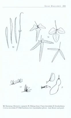 Wild Food Plants Of Australia By Tim Low -Hema Shop ISBN978 0 2071 6930 4 3