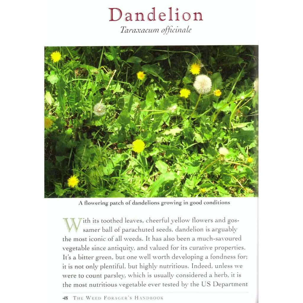 The Weed Forager's Handbook By Adam Grubb & Annie Raser-Rowland 4 The Weed Forager's Handbook By Adam Grubb & Annie Raser-Rowland - Image 2