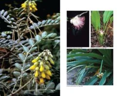 Australian Medicinal Plants By E.V. Lassak & T. McCarthy 9 Australian Medicinal Plants By E.V. Lassak & T. McCarthy -Hema Shop ISBN9781877069864 2