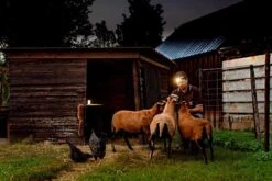 Ledlenser ML6 Rechargeable Lantern | Powerbank -Hema Shop ML6 2