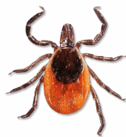 Tick Ease Tick Removal Tweezers -Hema Shop TICKEASE01 2